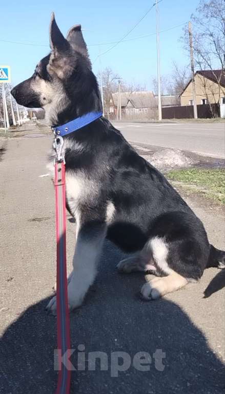 Собаки в других городах Краснодарского края: Щенки Восточноевропейской овчаркиок Разнополые, Бесплатно - фото 1
