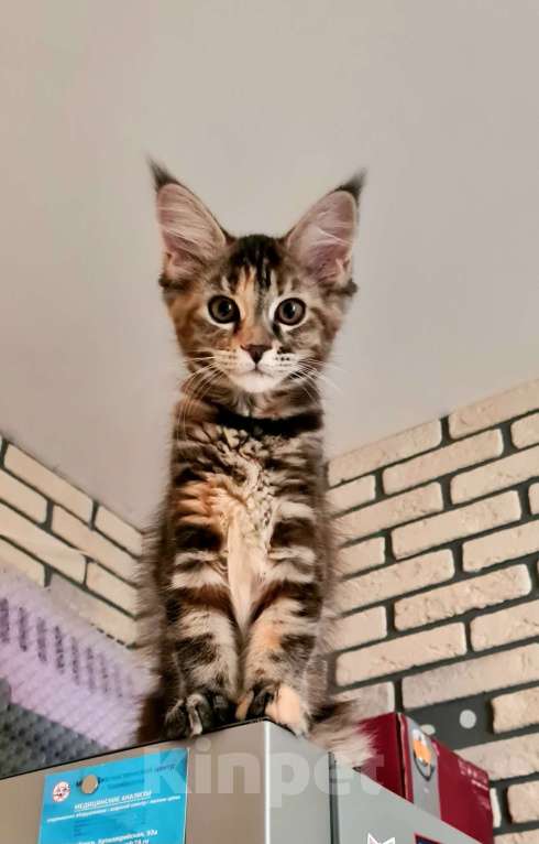 Кошки в Челябинске: Кошка Мейн-Кун  Девочка, 40 000 руб. - фото 2