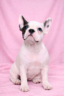 Французская элита