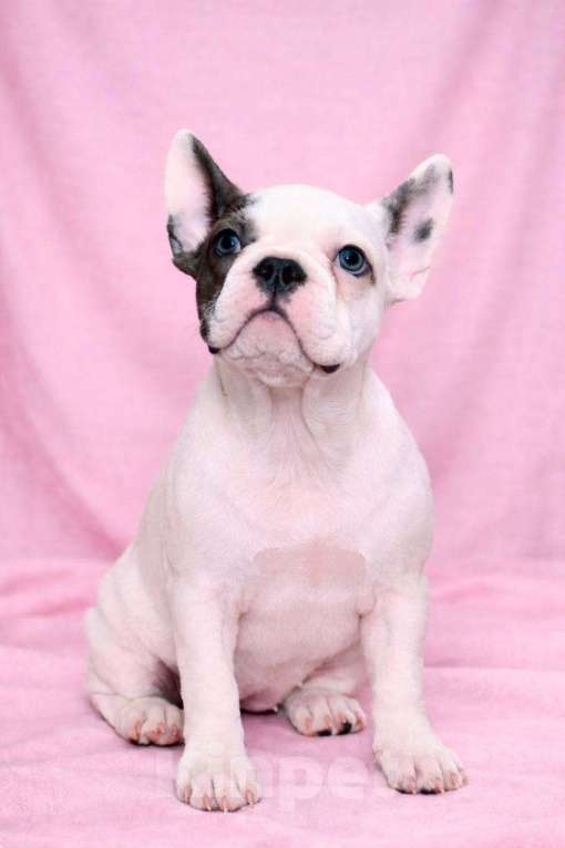 Собаки в Москве: Французская элита Девочка, 100 000 руб. - фото 1