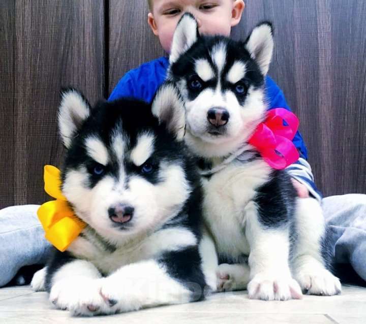 Собаки в Подольске: Хаски Щенки Разных окрасов Разнополые, Бесплатно - фото 1