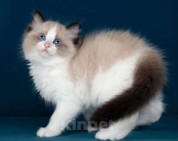 Кошки в Москве: котенок рэгдолл Мальчик, 120 000 руб. - фото 3