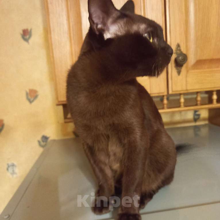 Кошки в Санкт-Петербурге: Бурманская девочка. Девочка, 5 000 руб. - фото 6