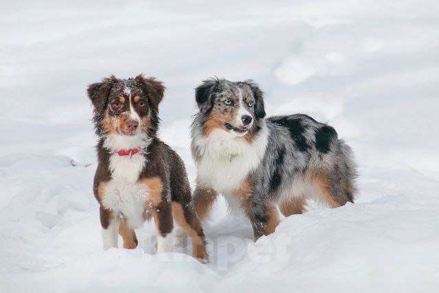 Собаки в Рязани: Питомник РКФ Браво Ларисто Мальчик, 100 000 руб. - фото 5