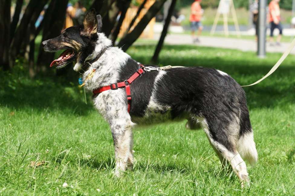 Собаки в Москве: Понтий Мальчик, Бесплатно - фото 5