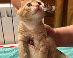 Кошки в Москве: Маленький котёнок Гномик а добрые руки  Мальчик, Бесплатно - фото 3