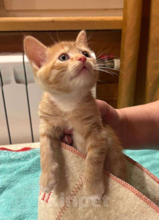 Кошки в Москве: Маленький котёнок Гномик а добрые руки  Мальчик, Бесплатно - фото 3