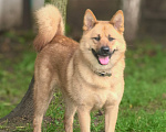 Собаки в Москве: Рич-красавчик ищет хозяев! Мальчик, Бесплатно - фото 4