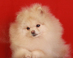 Собаки в Химках: померанский шпиц для вязки, 5 000 руб. - фото 1