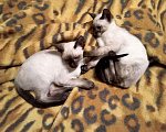 Кошки в Камызяке: Орики# ориентальные#грузины, 20 000 руб. - фото 3