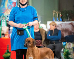 Собаки в Ярославле: Алиментный щенок Девочка, 40 000 руб. - фото 5
