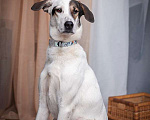 Собаки в Москве: Бонд — метис лабрадора и пойнтера в дар Мальчик, Бесплатно - фото 2