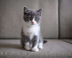 Кошки в Брянске: Котята  Девочка, 2 000 руб. - фото 3