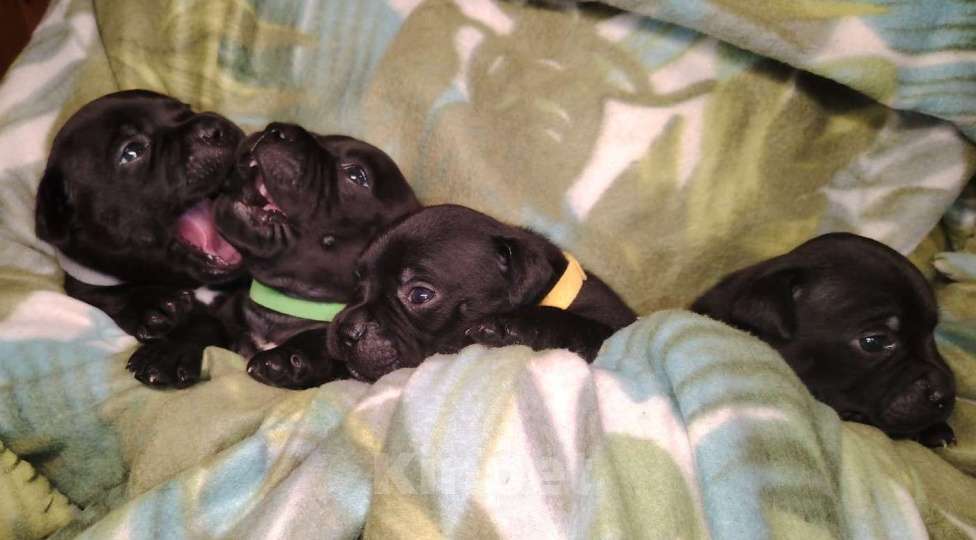 Собаки в Москве: Стафбуль / щенки  Девочка, 55 000 руб. - фото 4