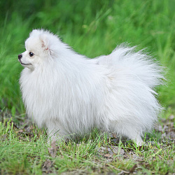 Померанский шпиц