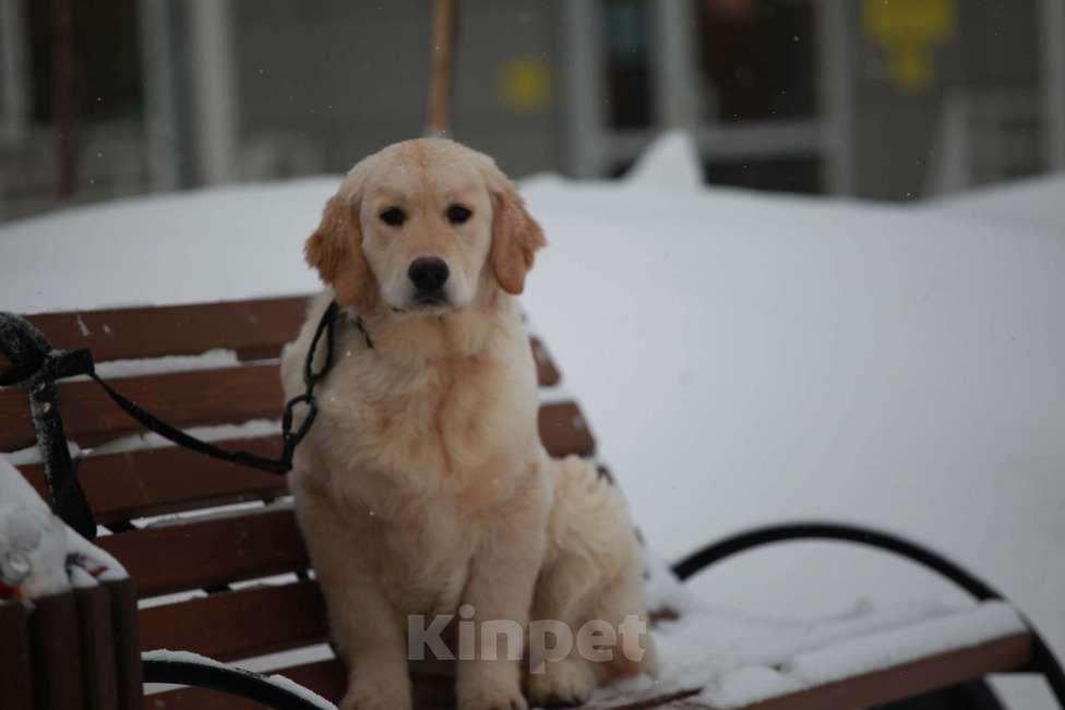 Собаки в Москве: Золотистый ретривер  Мальчик, 90 000 руб. - фото 4