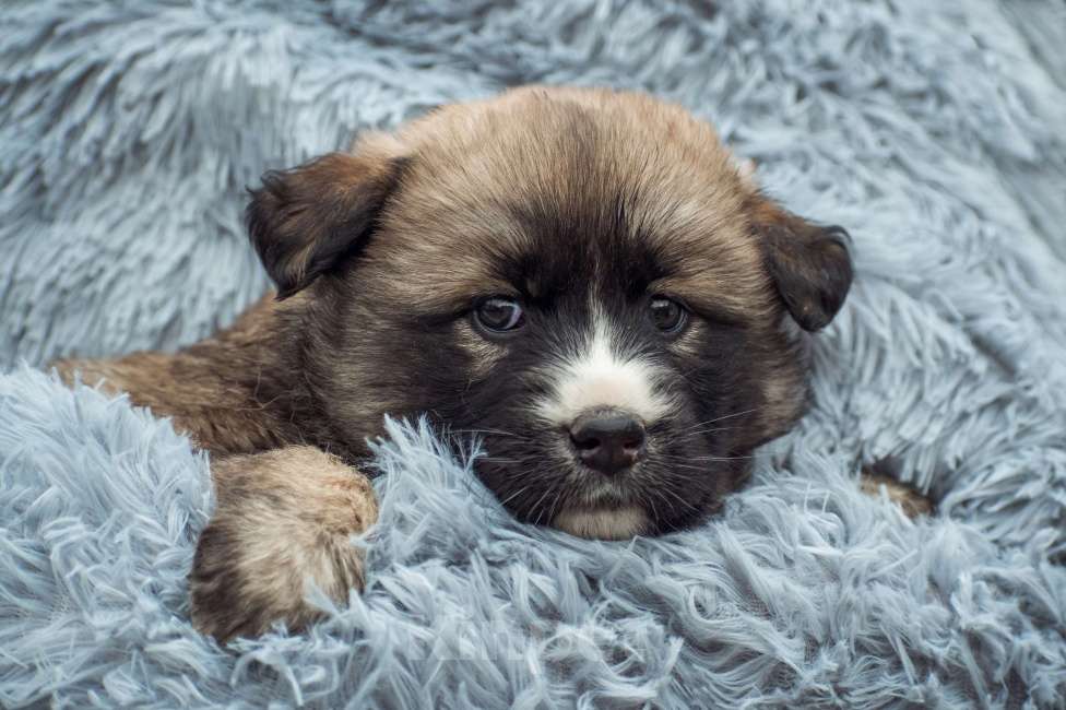 Собаки в Москве: Щенок 2х месяцев Пума ищет дом Девочка, Бесплатно - фото 1