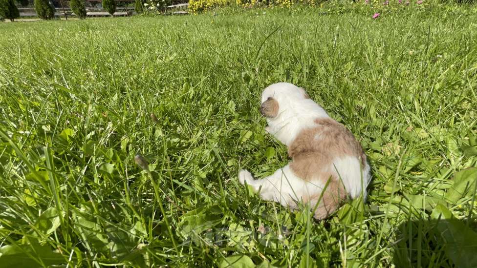 Собаки в Красногорске: КСОЛО КЛАБ ХАЙФЛАЙ ХАННАФРИ( Девочка, 70 000 руб. - фото 2