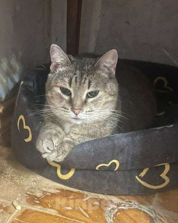 Кошки в Москве: Пухле грозит улица Девочка, Бесплатно - фото 1