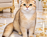 Кошки в Ростове-на-Дону: Шотландский вислоухий котик Мальчик, 30 000 руб. - фото 1