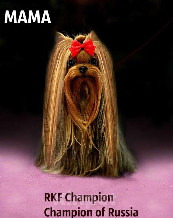 Собаки в Москве: КРАСАВЧИКИ РКФ ПОДРОЩЕННЫЕ Мальчик, 45 руб. - фото 9