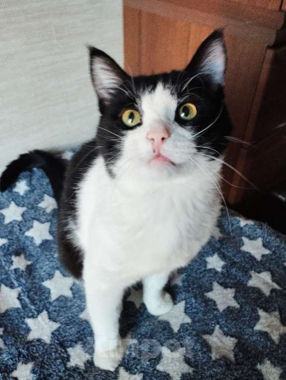 Кошки в Москве: Молоденький ласкун Мурчик ждёт свою семью Мальчик, Бесплатно - фото 5