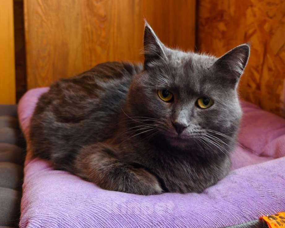 Кошки в Москве: Минералочка ищет дом Девочка, Бесплатно - фото 2