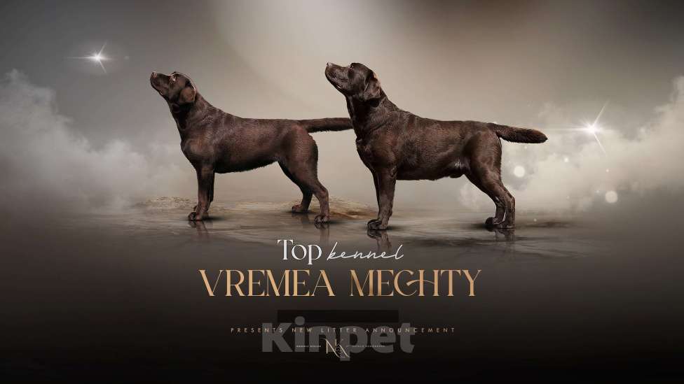 Собаки в Москве: Щенки лабрадора  Мальчик, 80 000 руб. - фото 5