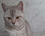 Кошки в Карасук: Потерялась кошка рядом с озером Чебачье на даче Девочка, 5 000 руб. - фото 1