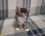 Кошки в Иркутске: Отдам в добрые руки котенка Барсика Мальчик, Бесплатно - фото 2