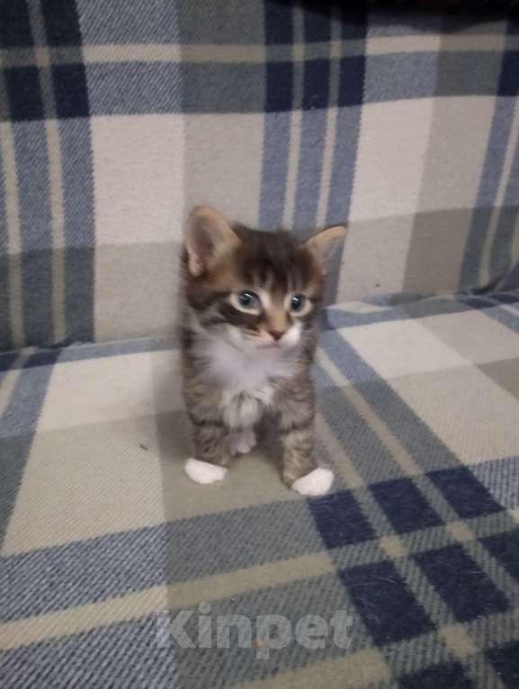 Кошки в Иркутске: Отдам в добрые руки котенка Барсика Мальчик, Бесплатно - фото 2