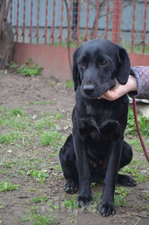 Собаки в Санкт-Петербурге: РОККИ СРОЧНО ИЩЕТ ДОМ Мальчик, Бесплатно - фото 6