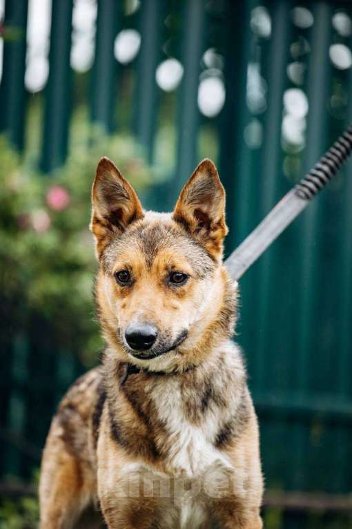 Собаки в Москве: Не большая собачка Лиса Девочка, Бесплатно - фото 2
