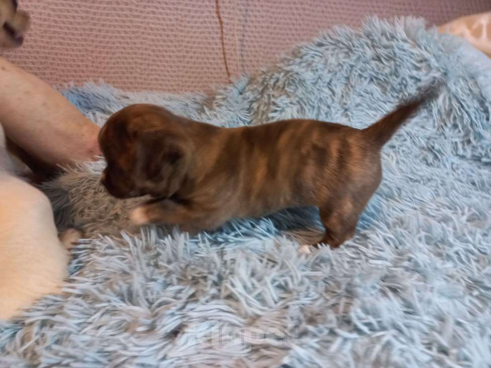 Собаки в Екатеринбурге: Тигровый мальчик стандарт Мальчик, 30 000 руб. - фото 2