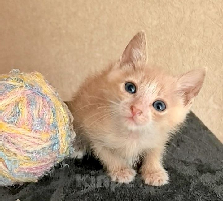 Кошки в Калуге: Рыжий малыш. Котенок 2 мес в добрые руки. Мальчик, Бесплатно - фото 1
