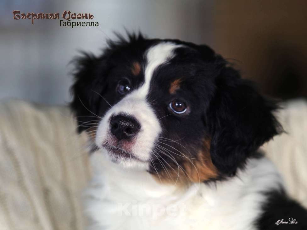 Собаки в других городах Московской области: Продается девочка миниаусси Девочка, 60 000 руб. - фото 6