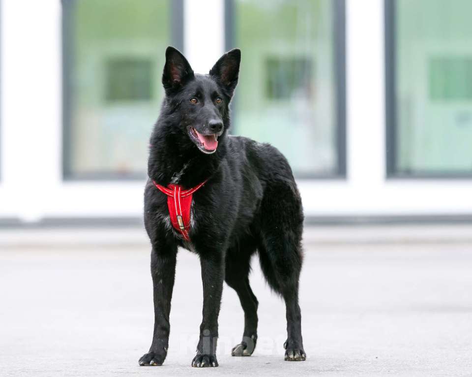 Собаки в Москве: Перчинка Чили ищет любящие руки! Девочка, Бесплатно - фото 8
