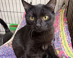 Кошки в Москве: Черный котёнок Нуар в добрые руки Мальчик, Бесплатно - фото 3