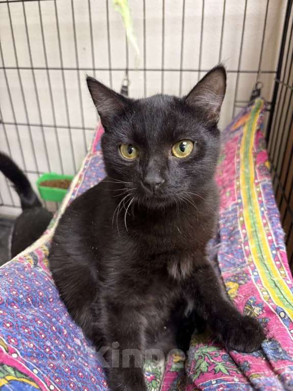 Кошки в Москве: Черный котёнок Нуар в добрые руки Мальчик, Бесплатно - фото 3