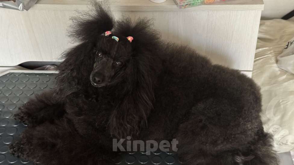 Собаки в Москве: Пудель миниатюра Мальчик, Бесплатно - фото 3