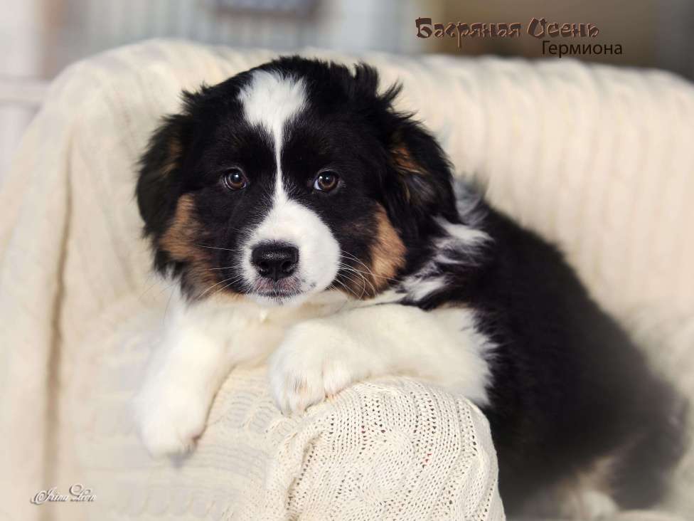 Собаки в других городах Московской области: Продается девочка миниаусси Девочка, 60 000 руб. - фото 8