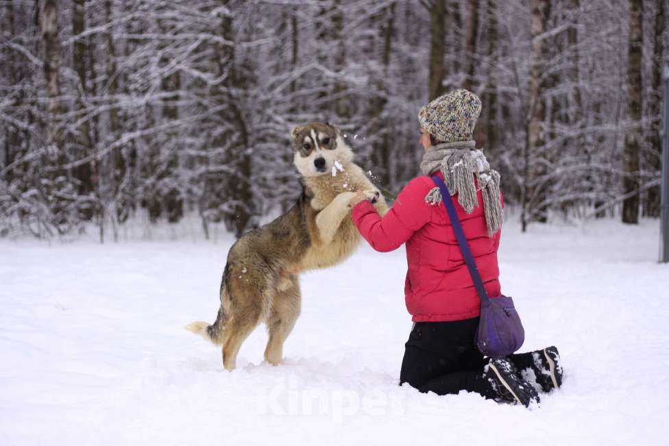 Собаки в Видном: щенок Криолан, 1 год Мальчик, Бесплатно - фото 6