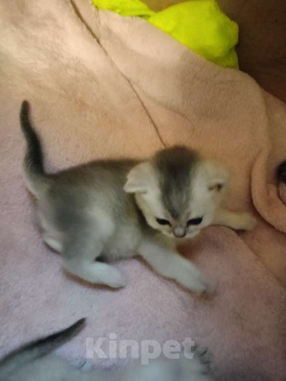 Кошки в Москве: Серая мышка Девочка, 25 000 руб. - фото 6