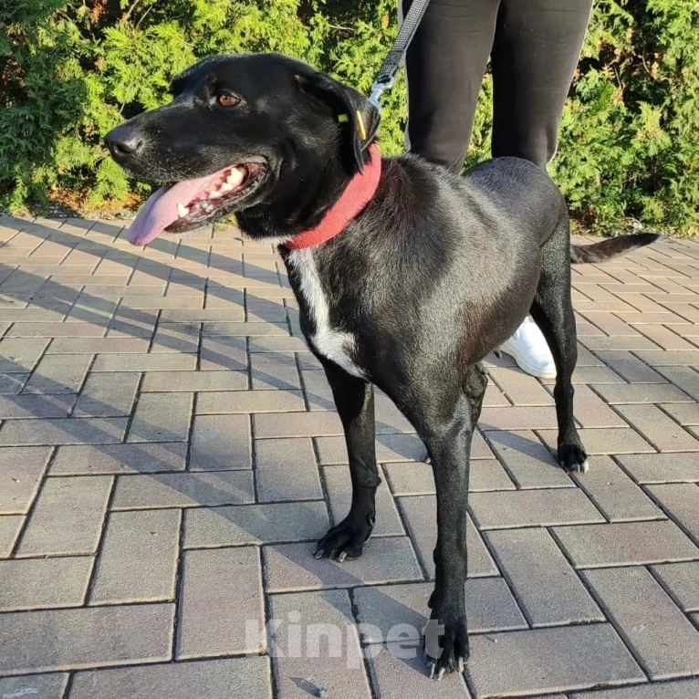 Собаки в Москве: Бусю выпускают на улицу  Девочка, Бесплатно - фото 3