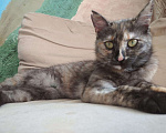 Кошки в Краснодаре: Котятки в добрые ручки  Девочка, Бесплатно - фото 5
