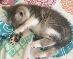Кошки в Пензе: Ищем дом Мальчик, Бесплатно - фото 6
