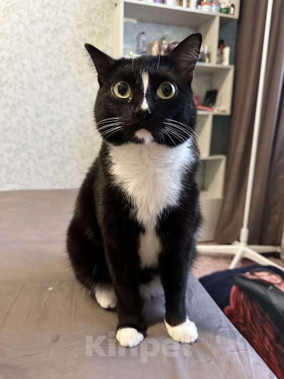 Кошки в Лянторе: Кот в добрые руки  Мальчик, Бесплатно - фото 2