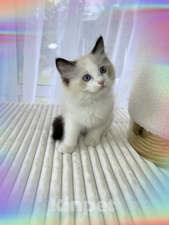 Кошки в Апрелевке: Котята рэгдолл Мальчик, 70 000 руб. - фото 4