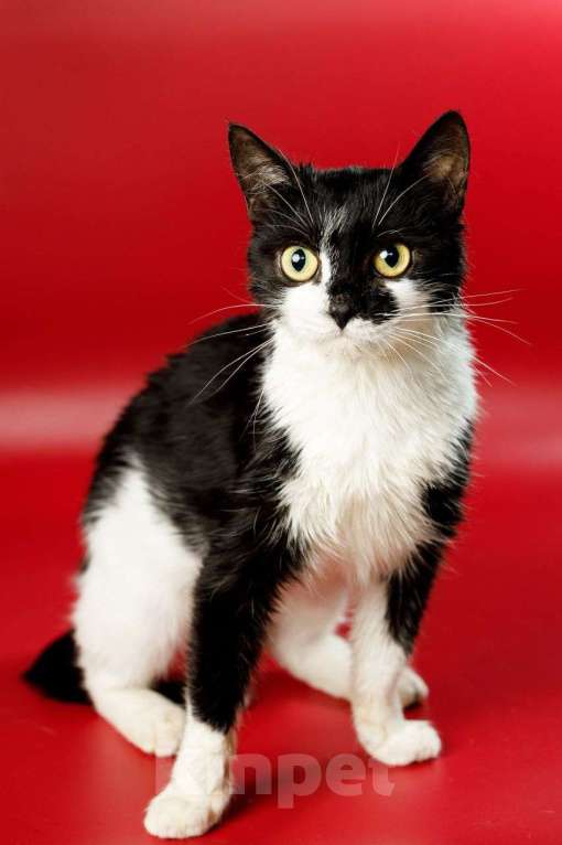 Кошки в Москве: Бетти, кошачий супергерой Девочка, Бесплатно - фото 6