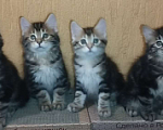 Кошки в Томске: Котята Курильского бобтейла  Мальчик, Бесплатно - фото 1